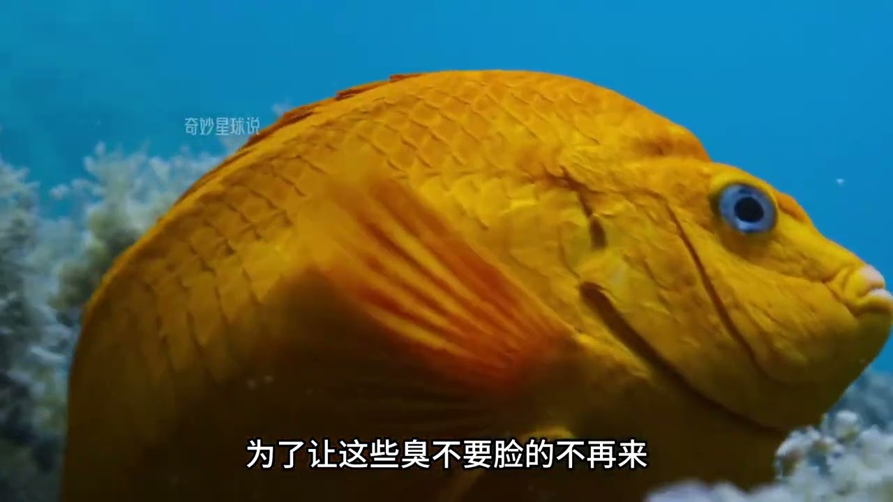 在雀鲷鱼眼里原来人类才是益虫 #海洋生物 #动物纪录片 #动物世界 #海胆