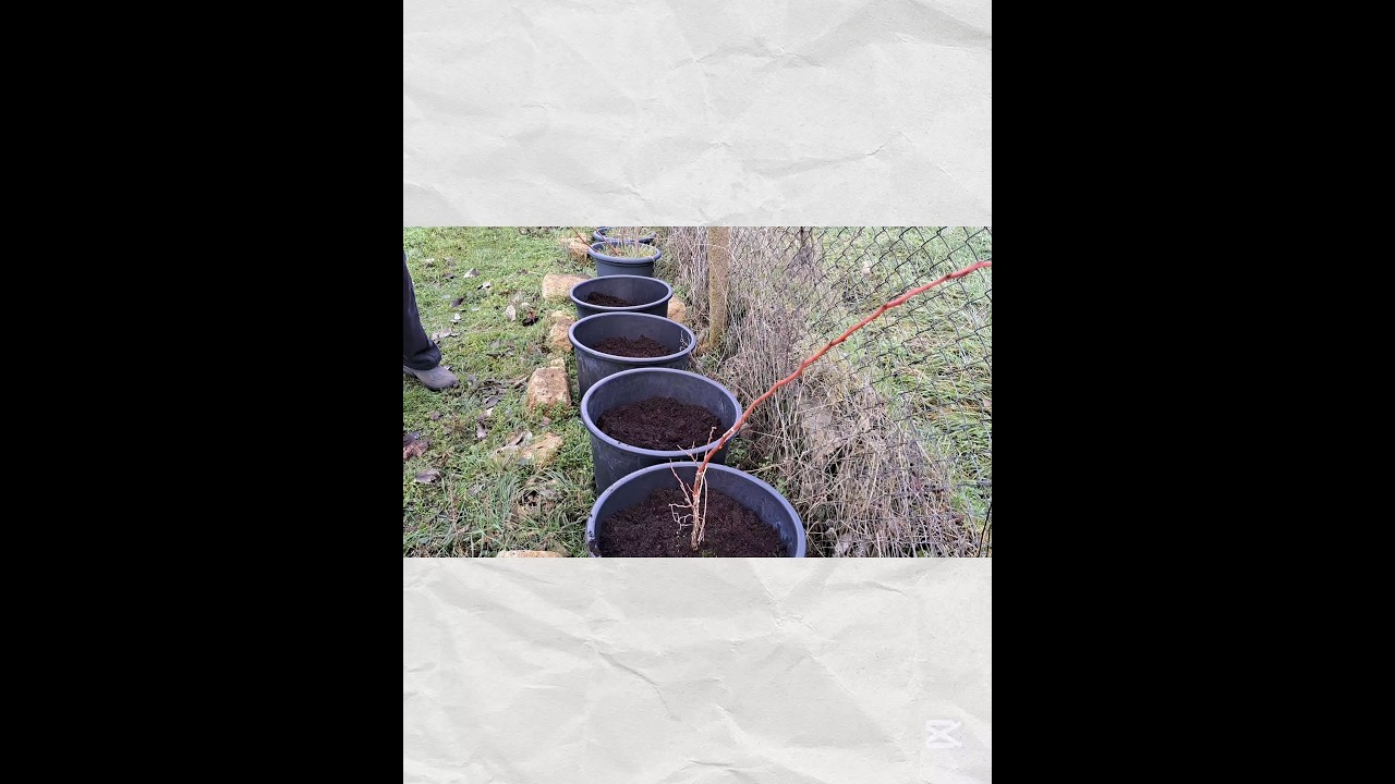🫐 Как засаждаме боровинки + нашите 7 златни правила #garden  #боровинки #blueberries #bluberry
