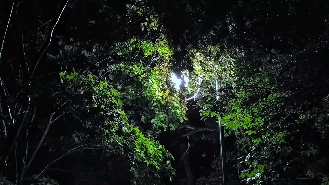 그 불빛이 바람이 되어 스쳐  지나 가리다