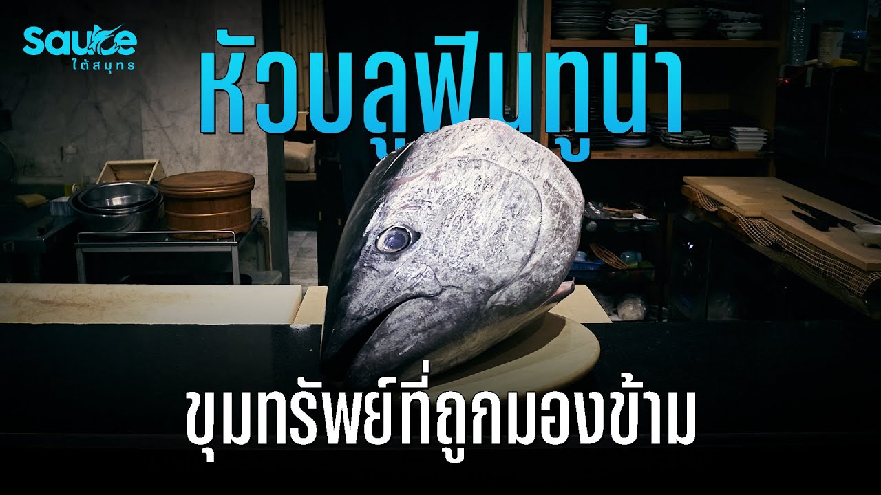 หัวบลูฟินทูน่า ขุมทรัพย์ที่ถูกมองข้าม l #Sauceใต้สมุทร