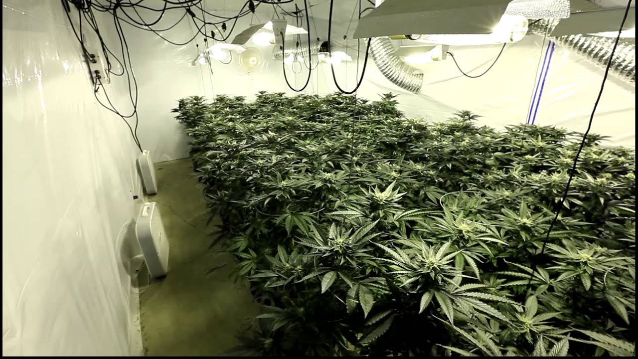 UW Purple Marijuana Day 35