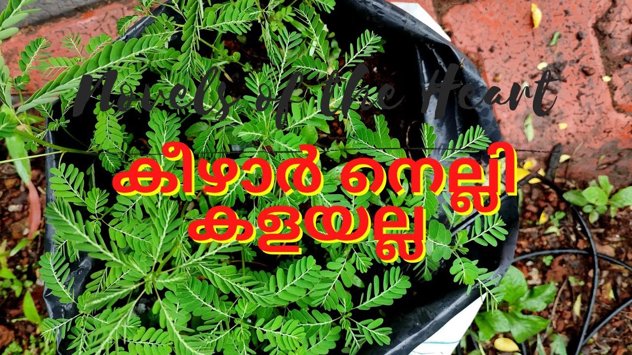 കളയായി കരുതി കളയല്ലെ കീഴാർ നെല്ലി | High Medicinal properties of Phyllanthus neruri