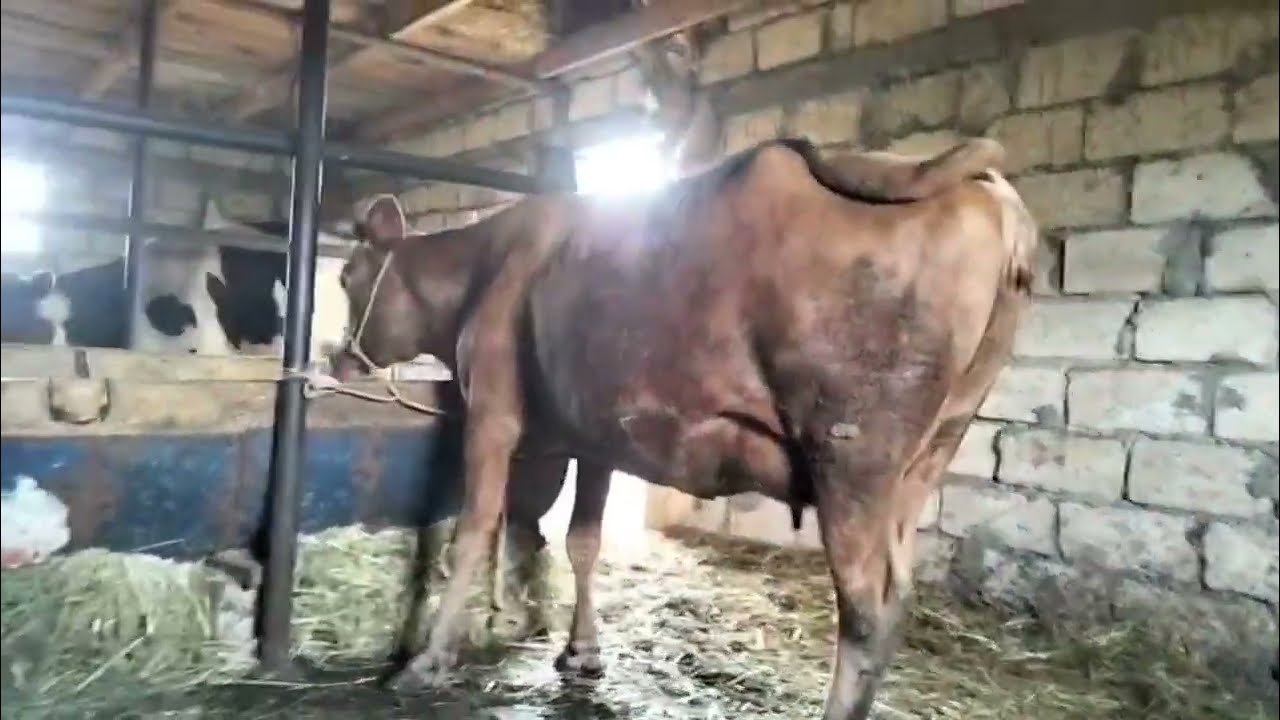 6 Baş Boğaz İnəklər Satilir Tel:051.792.83.28