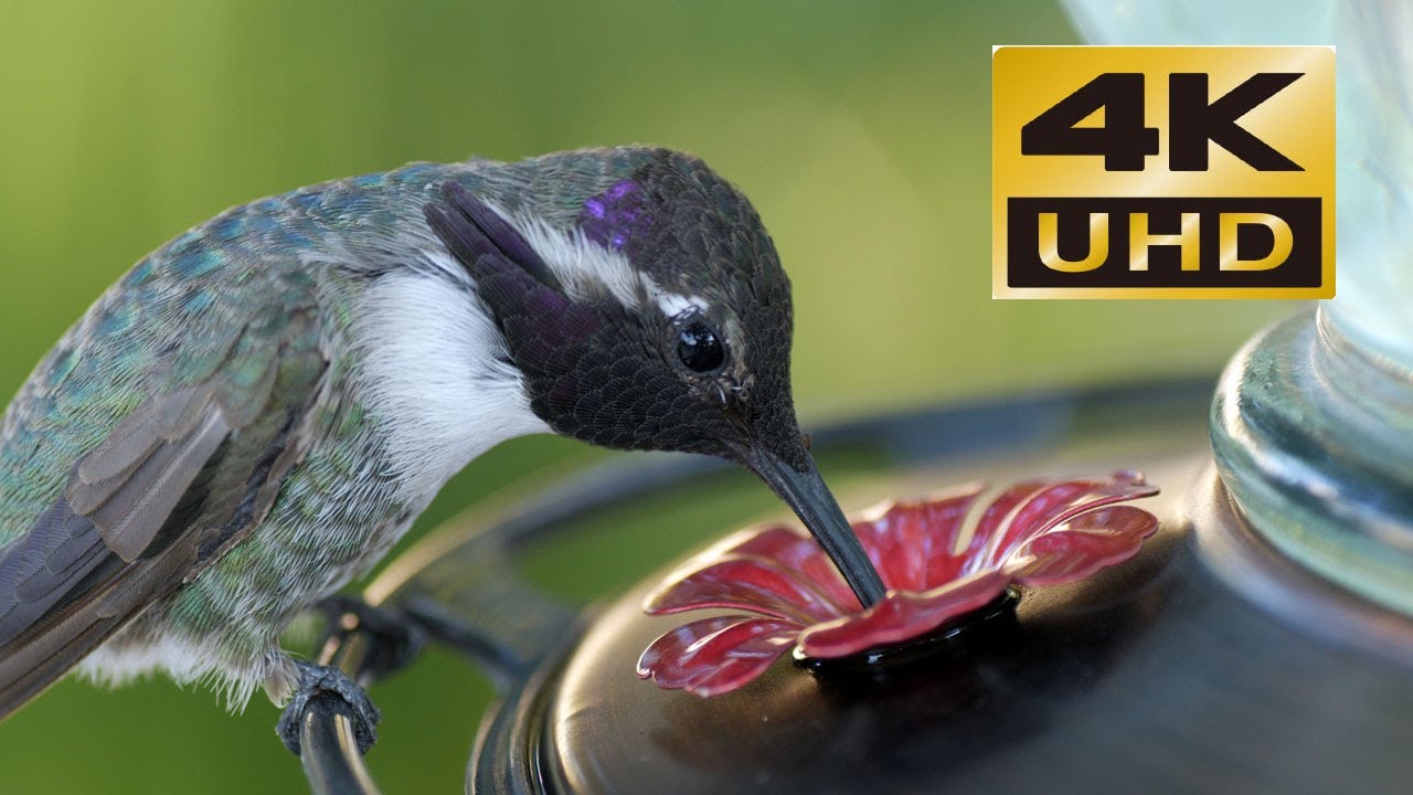 Amazing Close Up Bird Photography/Videography Using Wifi Camera Control   Tutorial - 4K UHD