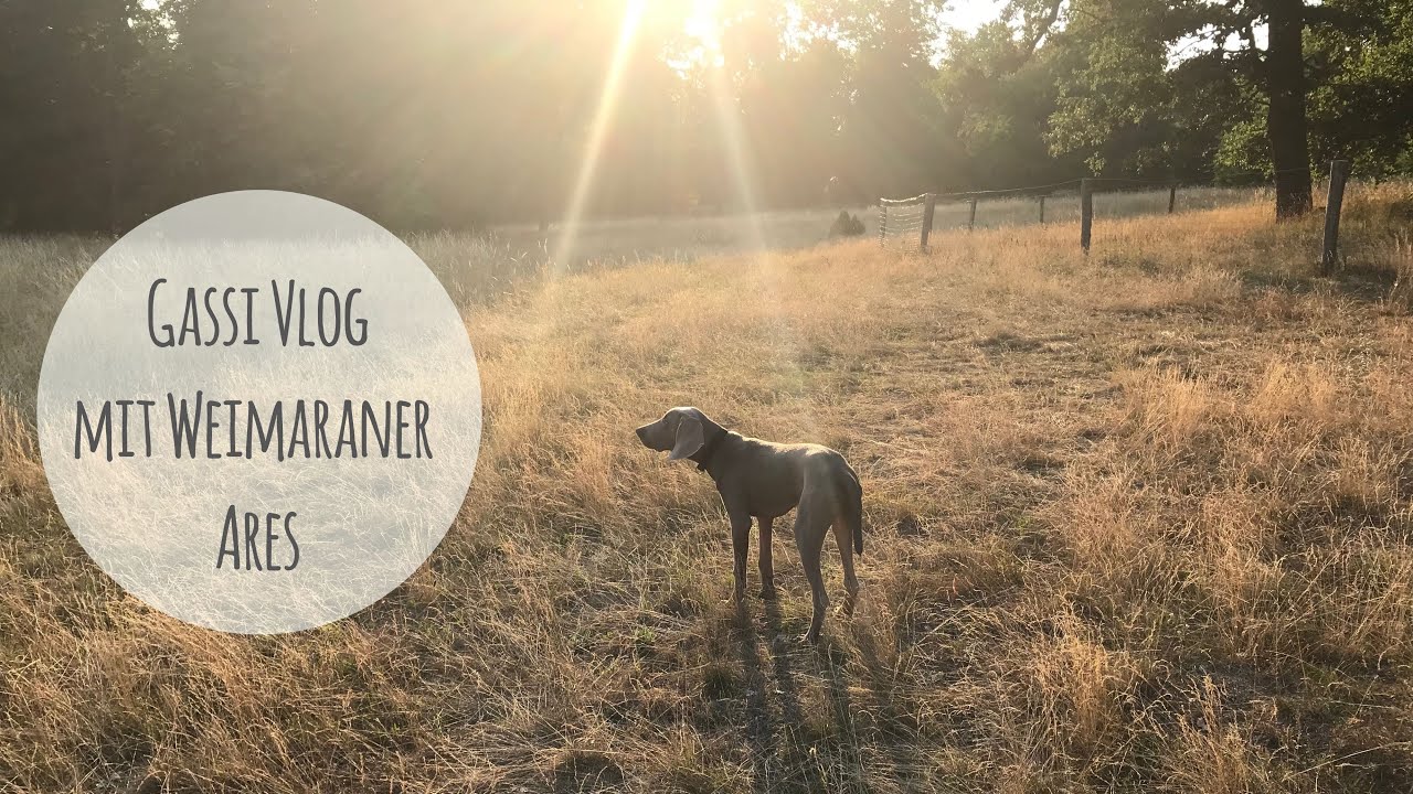 Gassi Vlog mit Weimaraner Ares - mit und ohne Leine
