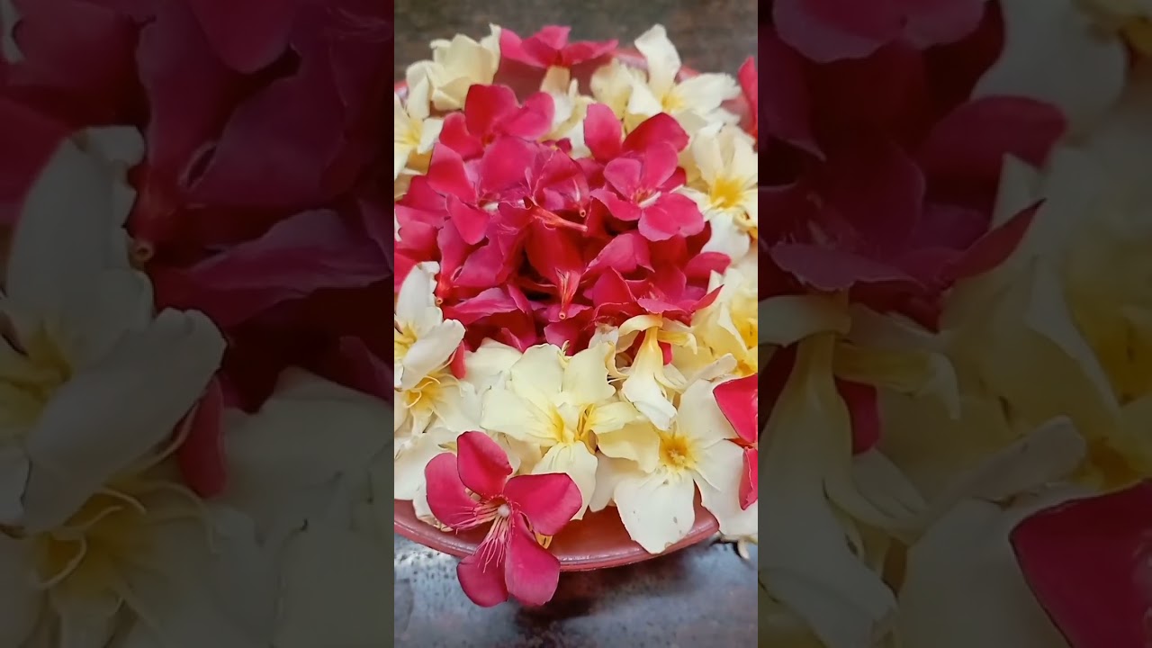 Maadi Thottam | Terrace Garden 