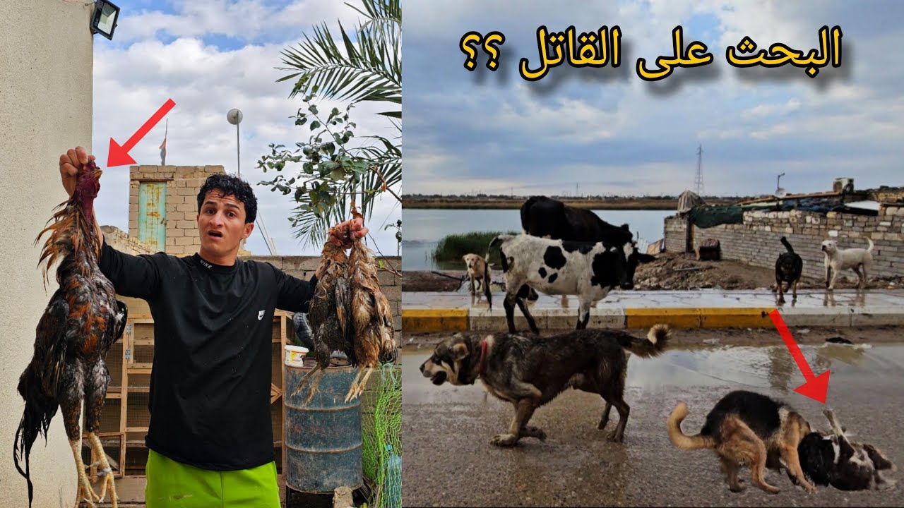 رد فعلي بعد ماشفت هجوم الكلاب على الدجاج _ طلعت جميع الكلاب بالمطر !! 😨