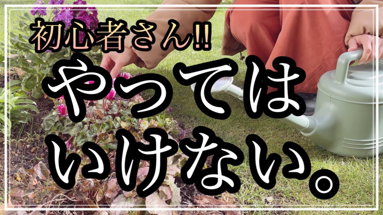 【ガーデニング】初心者さん/真冬にやってはいけないお花管理/冬の花壇/パンジー、ビオラ/シクラメン/冬の水やり/冬の肥料/冬の剪定/ガーデニングvlog/暮らしのvlog/ハナノカオリ