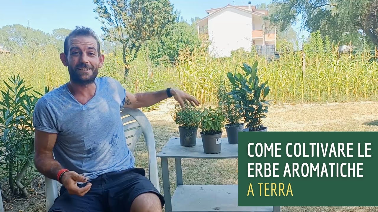 Come coltivare le erbe aromatiche a terra