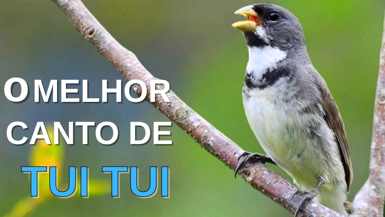 O MELHOR CANTO DE COLEIRO TUI TUI ZEL ZEL POR 10 HORAS