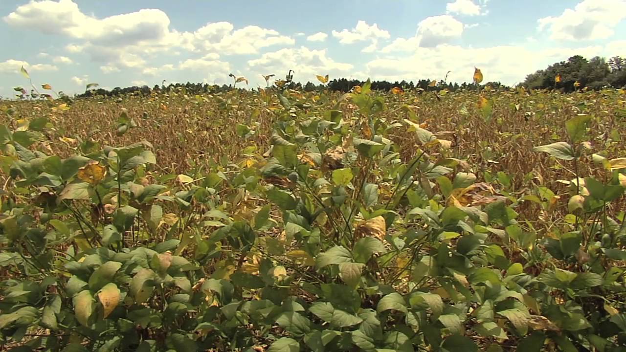 Georgia Farmer Seeks State Soybean Yield Record