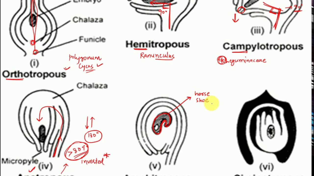 L11: Types of Ovules- Anatropous, orthotropous, amphitropous, hemitropous, Circinotropous