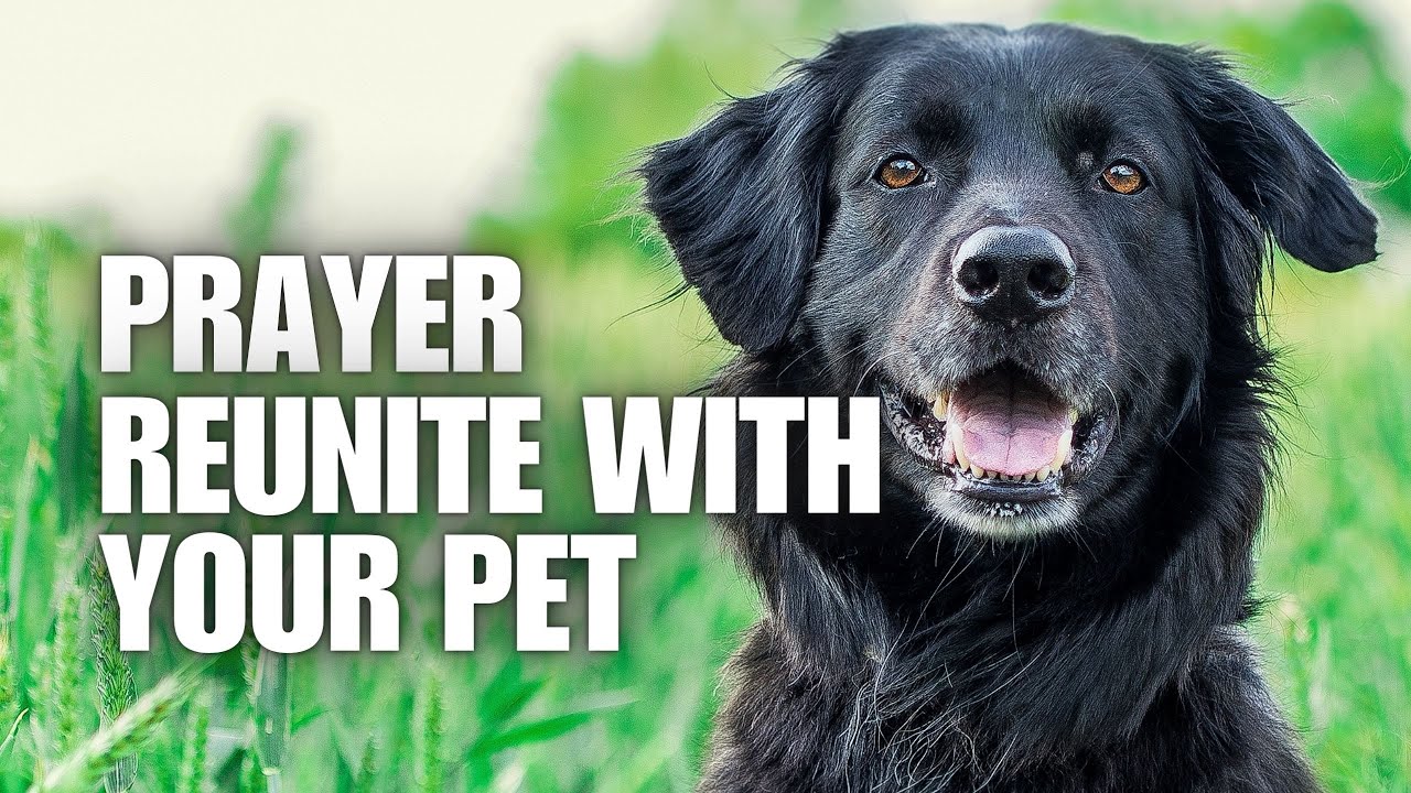 Prayer For A Lost Pet: Find Your Furry Friend