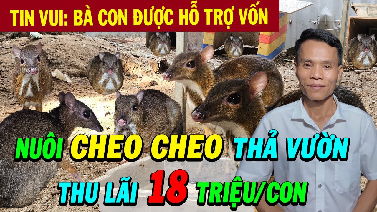 Độc Đáo Mô Hình Chăn Nuôi Cheo Cheo Thả Vườn Cho Hiệu Quả Cao tại Đồng Nai