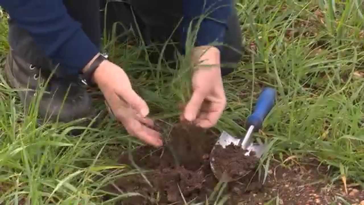 How to diagnose Root Lesion Nematode
