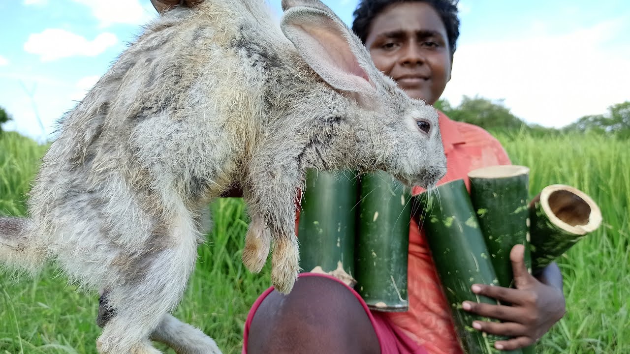 மூங்கிளுக்குள் முயல் பிரியாணி/Bamboo Inside Rabbit Briyani/Village Food Safari