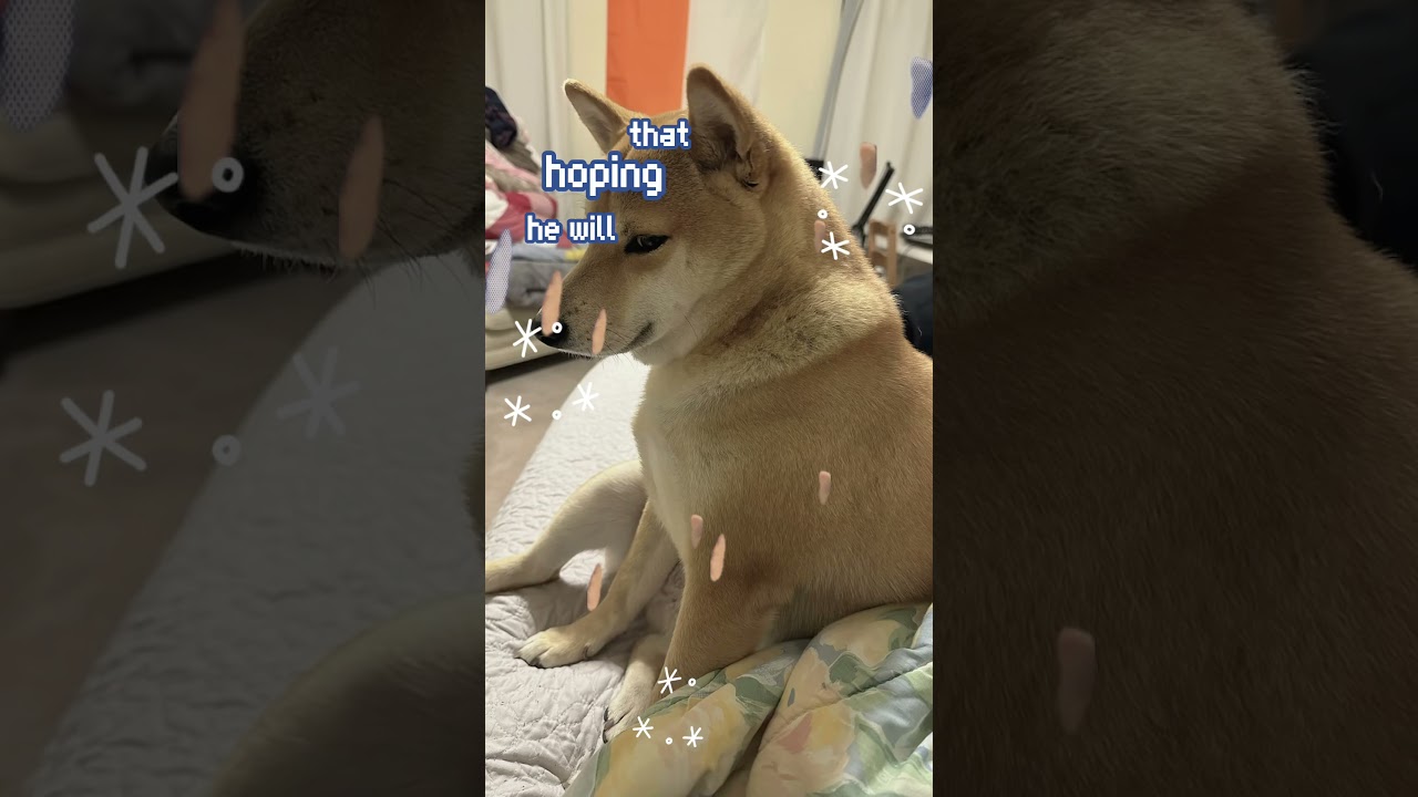 OMG #cutedog #dog #dogshorts #shiba #shibainu #cute #puppy #shibadog #cuteanimals #shorts #dogs
