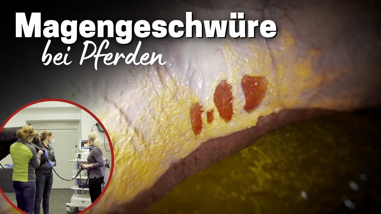 Magengeschwür - Wenn dem Pferd der Stress zu viel wird! 🤯 🥴