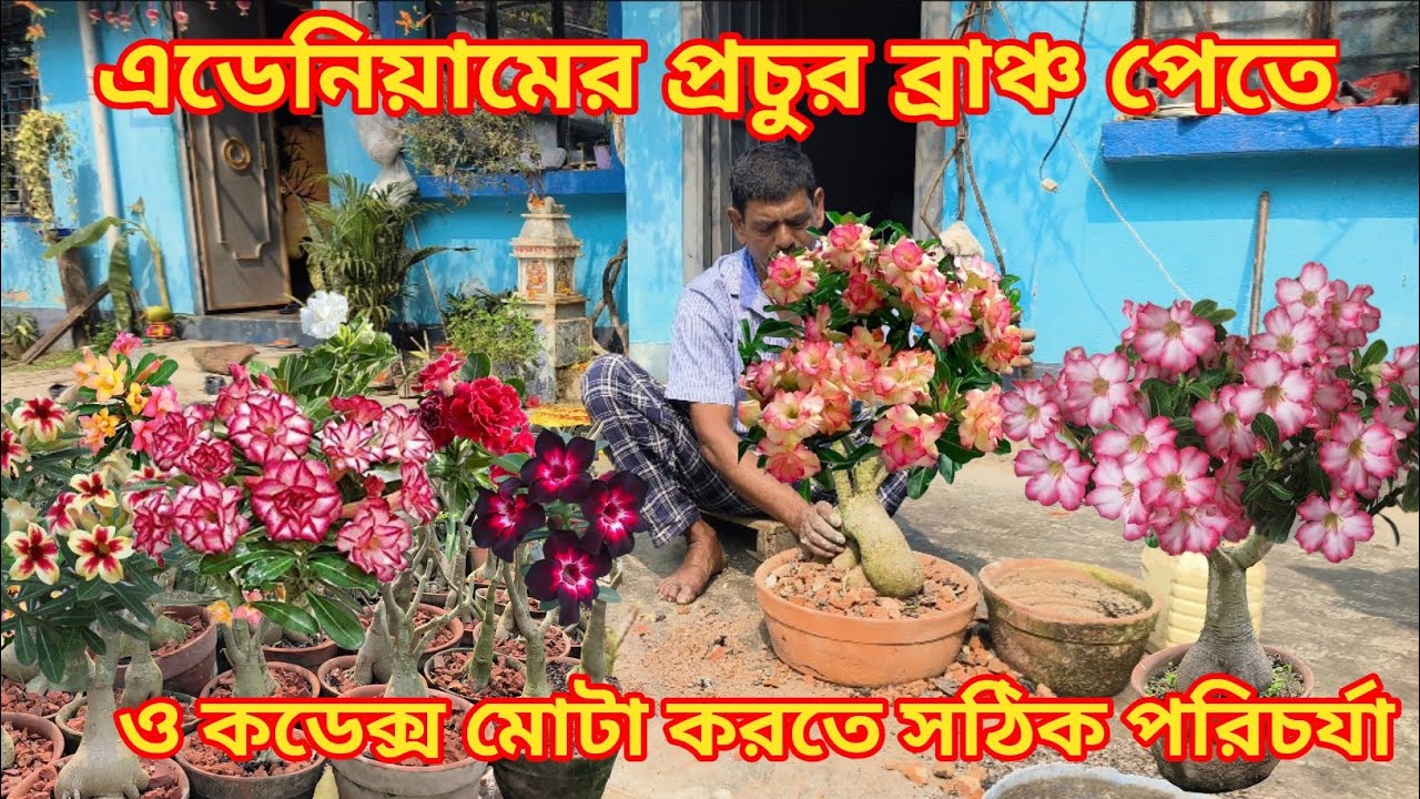 এডেনিয়ামের প্রচুর ব্রাঞ্চ পেতে ও কডেক্স মোটা করতে সঠিক পরিচর্যা