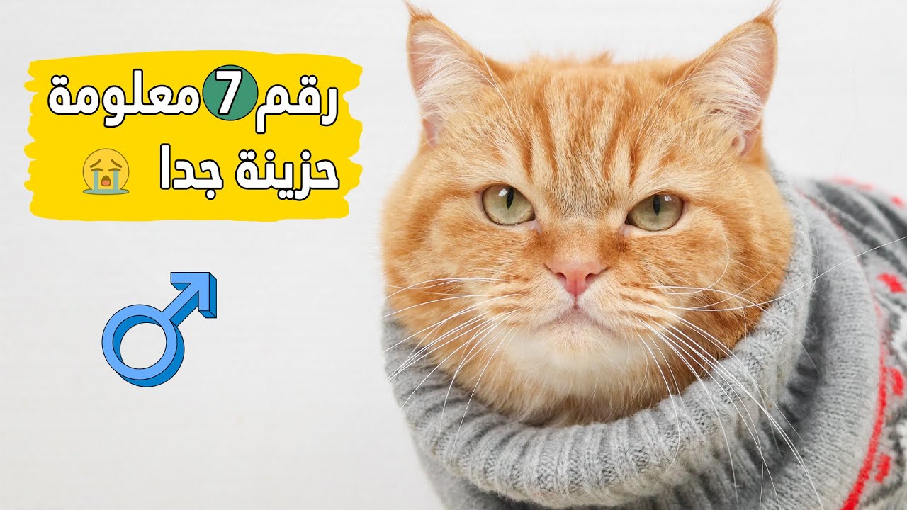 7 حقائق عن القطط الذكور (رقم 7 حزينة جدا)