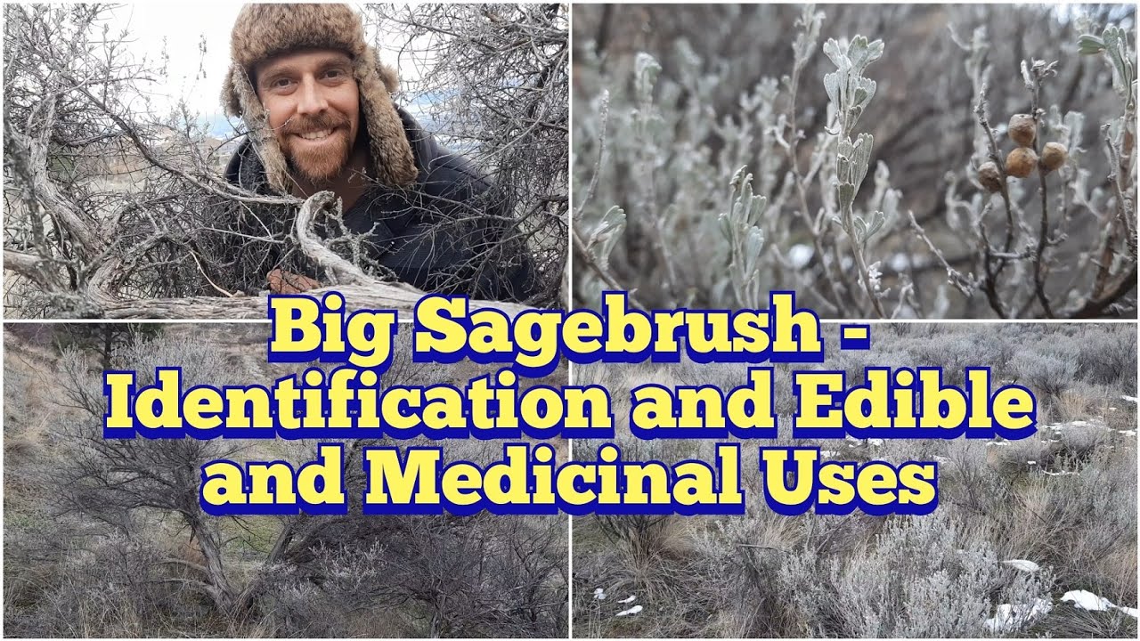 Big Sagebrush - Identification, Description and Some Edible and Medicinal Uses