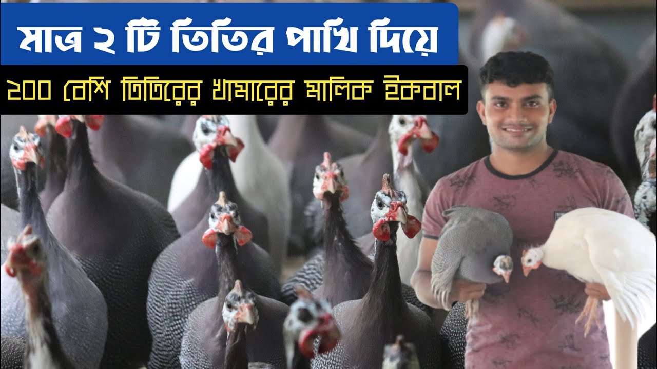 ২টি তিতির পাখি এখন ২০০ তিতির পাখির খামার বানিয়েছে ইকবাল হোসেন কে