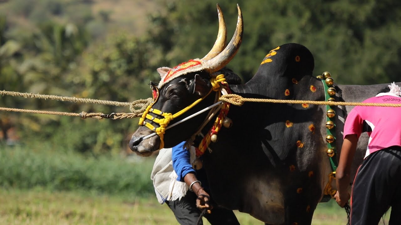 Black panther Jallikattu bull decoration, Bail pola, Meesi darbar 2 hori habba