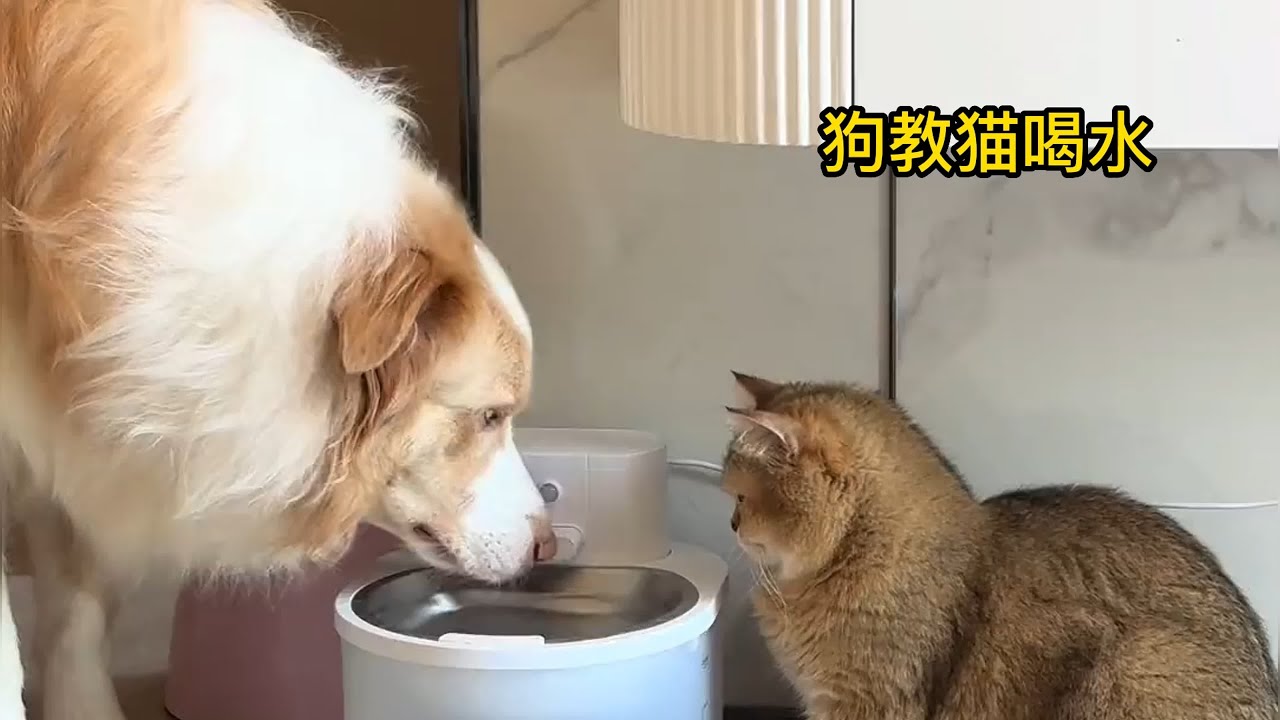 猫和水和狗喝水的区别