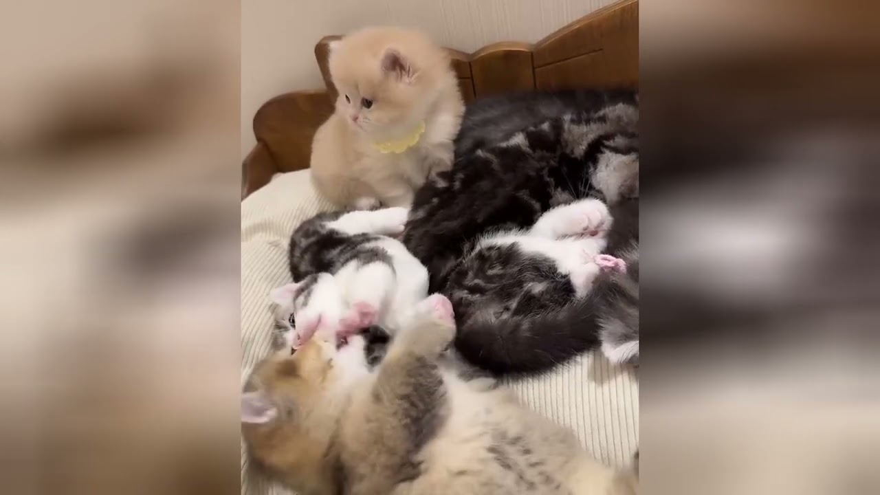 Every little kitten has a way of sharing kindness