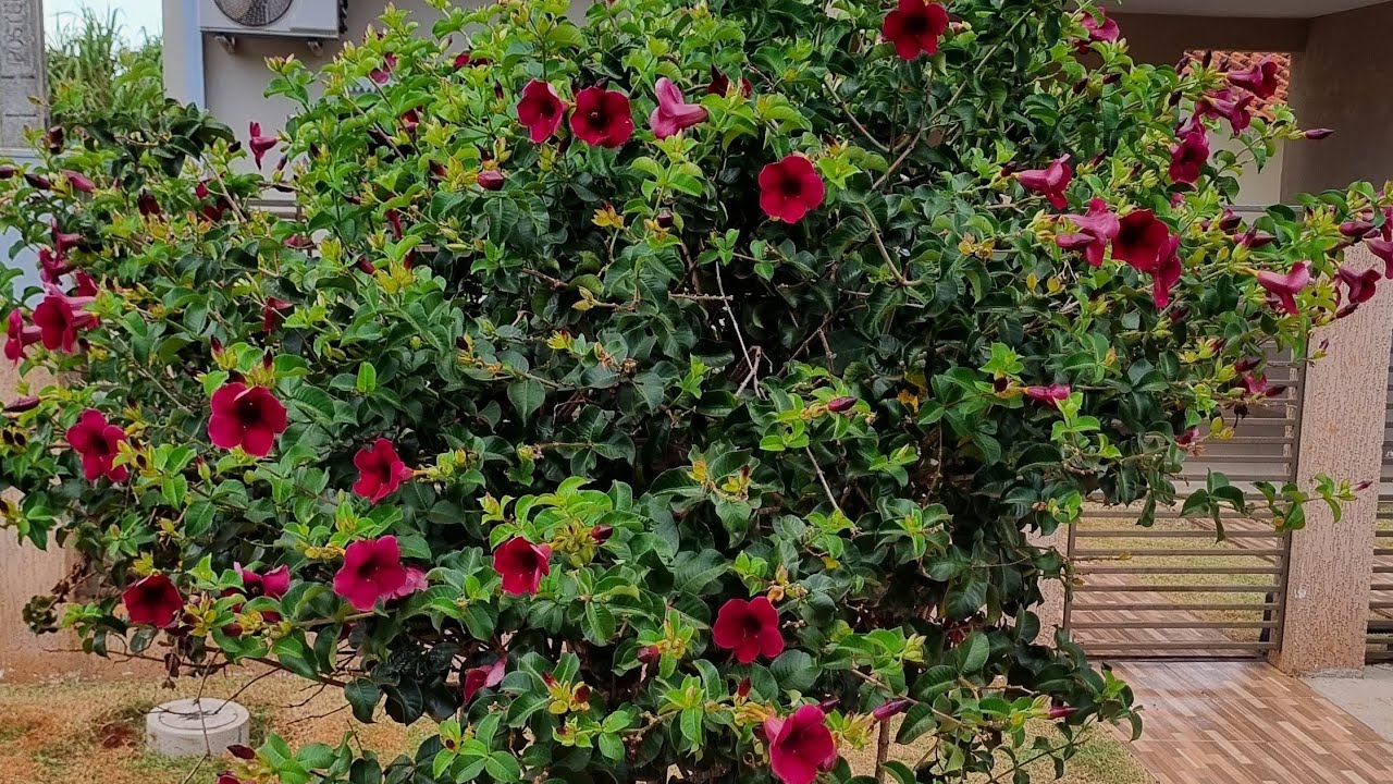 Jardinagem com gramado esmeralda, e poda de limpeza das moréia 