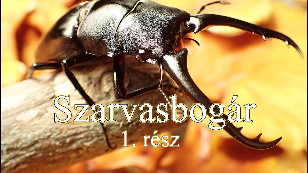 Szarvasbogár - Általános információ, Életciklus - 1. rész