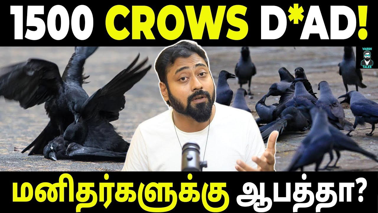 Why Are 1500 Crows Dying in Chennai? | Shocking Truth | Varun Talks