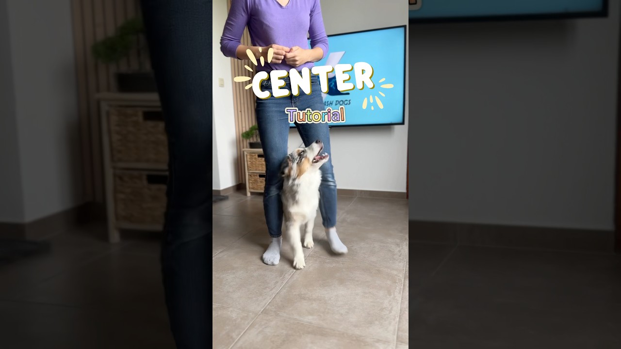 Apprends &agrave; ton chien &agrave; se mettre au milieu sous tes jambes 🐶 (Center dog tricks tutorial)