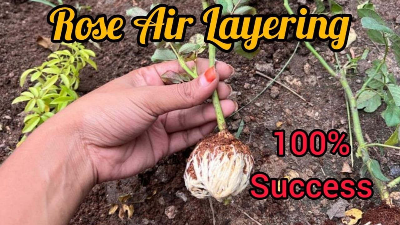 Easy way to propagate Roses/ Air layering method 100% Success in Tamil
