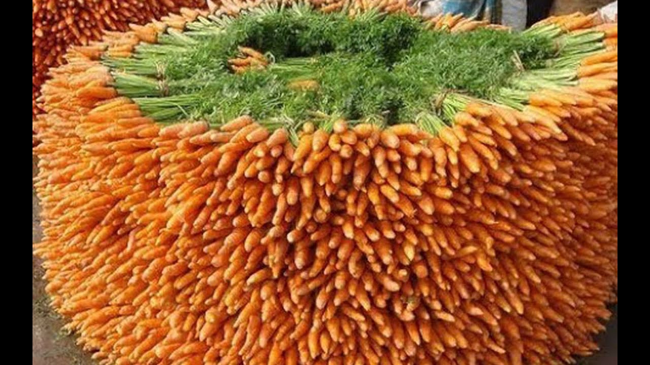 The Life Cycle of Carrots | Modern Agricultural Cultivation and Harvest of Carrots