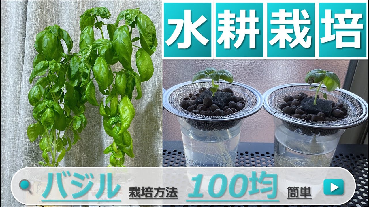 バジルの水耕栽培に挑戦！家庭菜園初心者が種子から収穫まで100均の容器で栽培をしてみた。