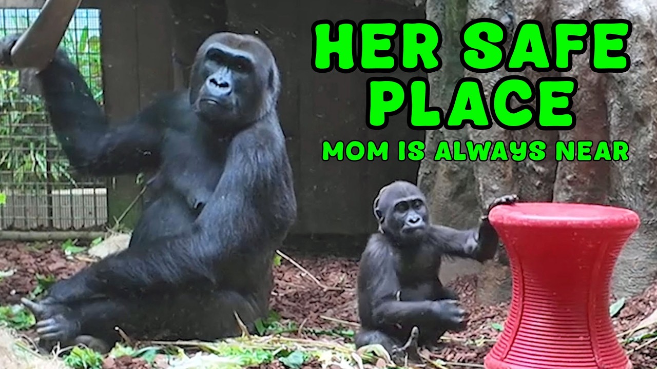 Not All Gorilla Moms Raise Their Babies - Who Does?