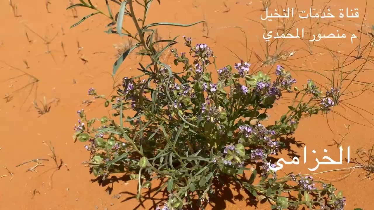 نبتة الخزامي - السمح - العاذر