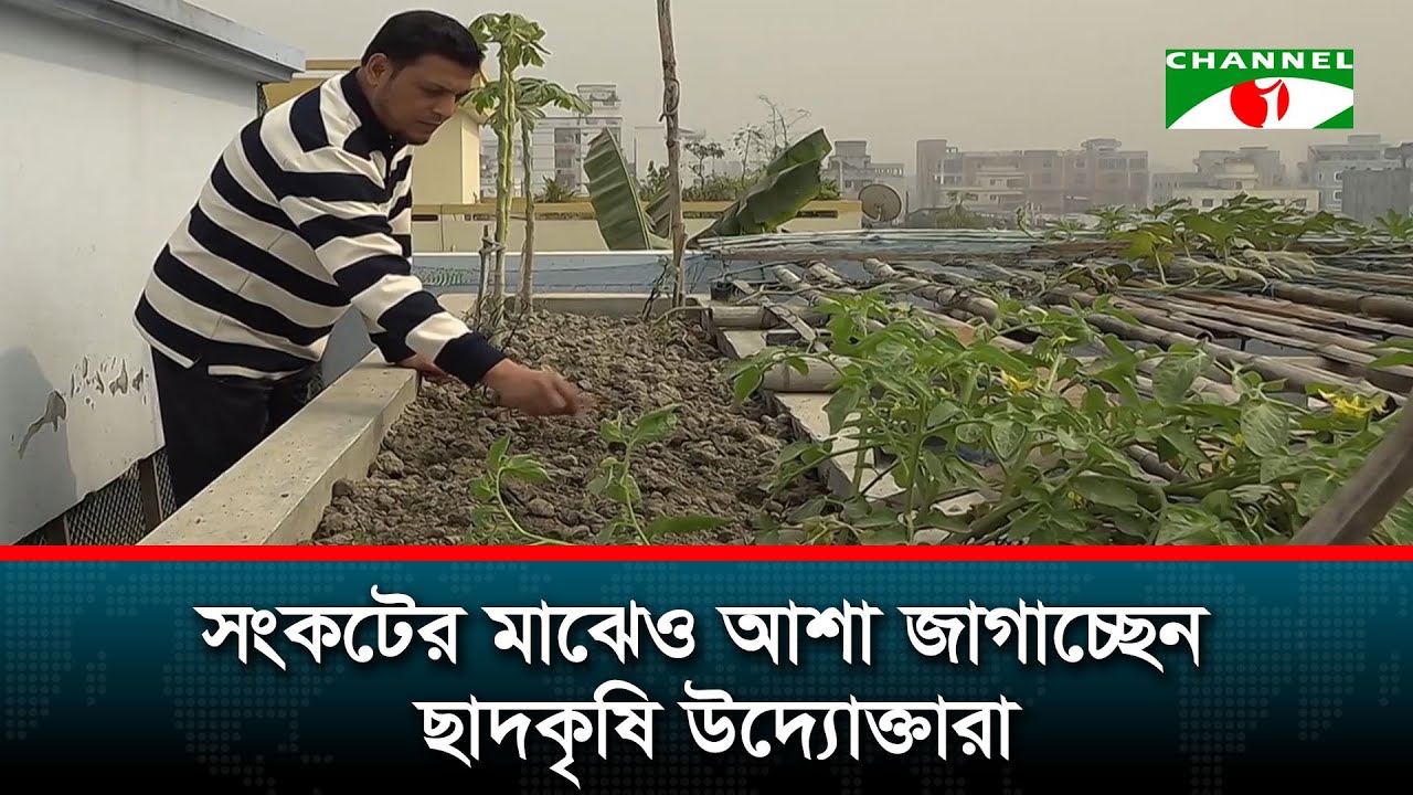 শিল্পনগর নারায়ণগঞ্জে ছাদকৃষিতে ফিরছে সবুজ