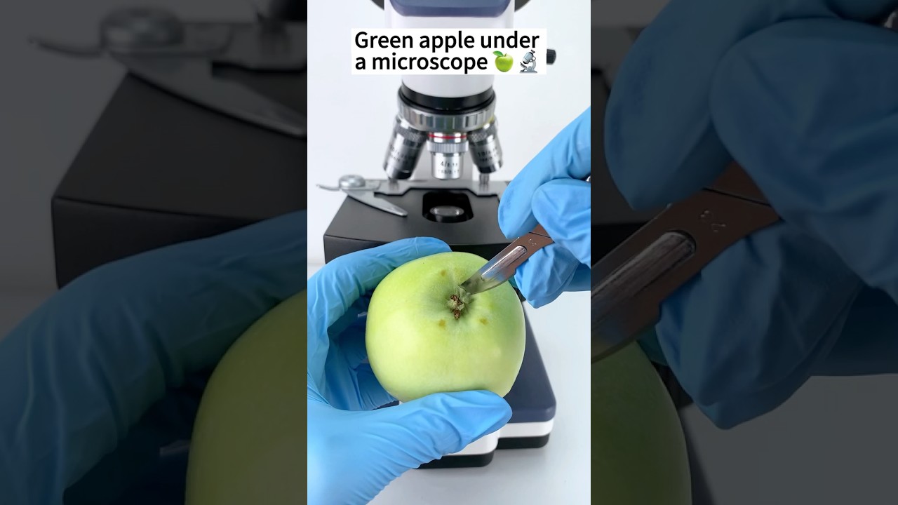 Green apple A Hidden World Under the Microscope &ndash; Bacteria Close-Up #microscope #science #biology
