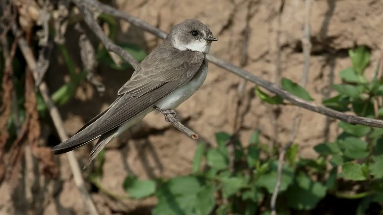 Birdsday Thursday: Bank Swallow