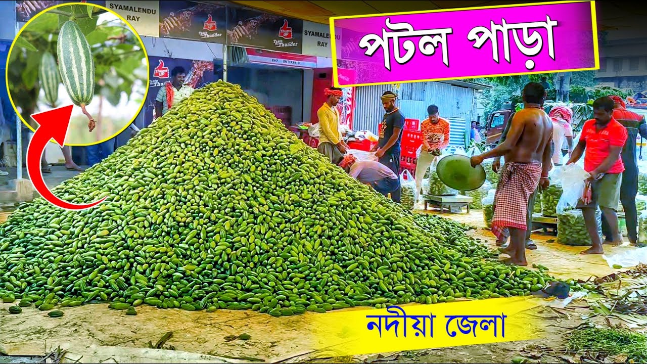 নদীয়ার বিখ্যাত পটল পাড়া | Pointed Gourd Cultivation | আধুনিক পদ্ধতিতে পটল চাষ | Potol Chas
