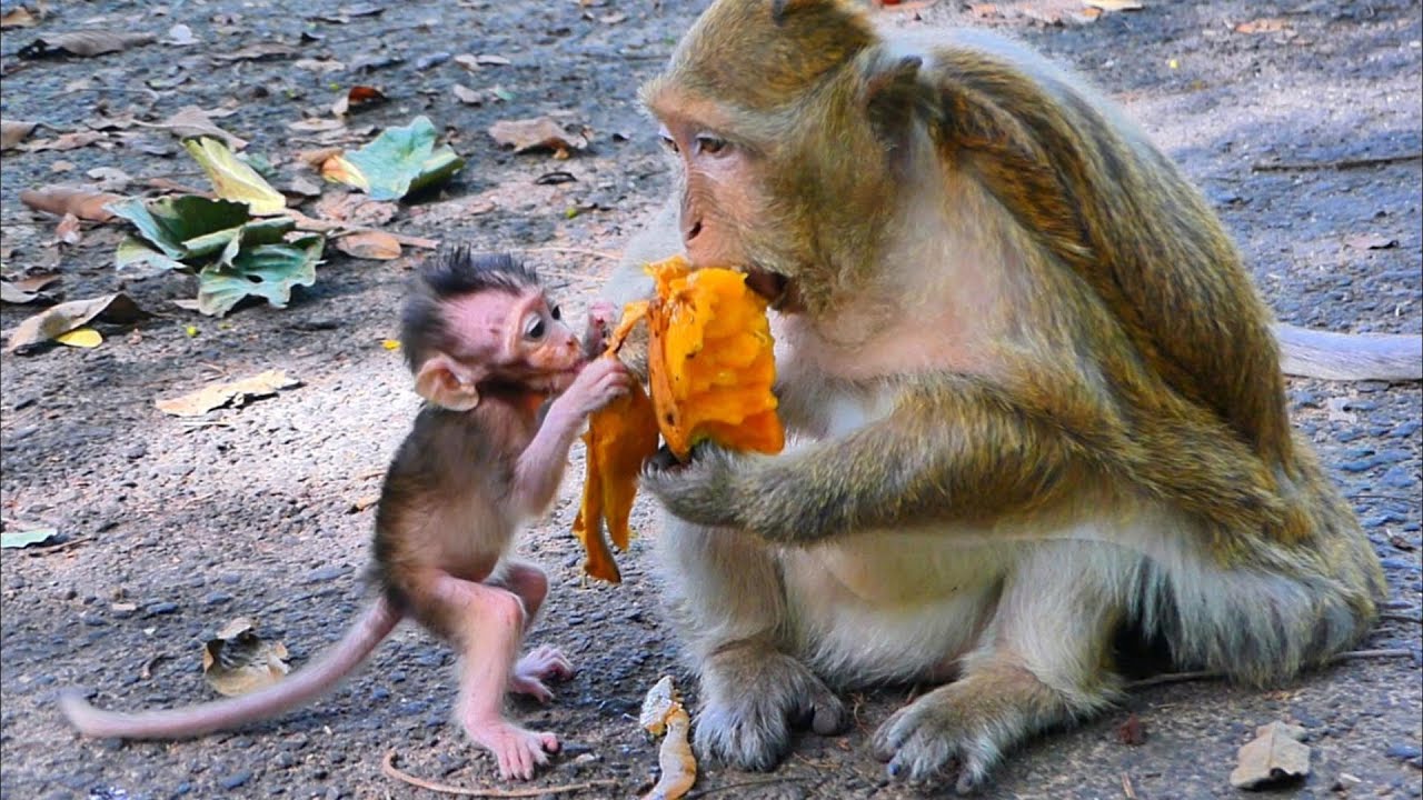 Watch! Tiny Braxton Enjoys a Happy Meal with His Kind Mama 🐒💞, 
