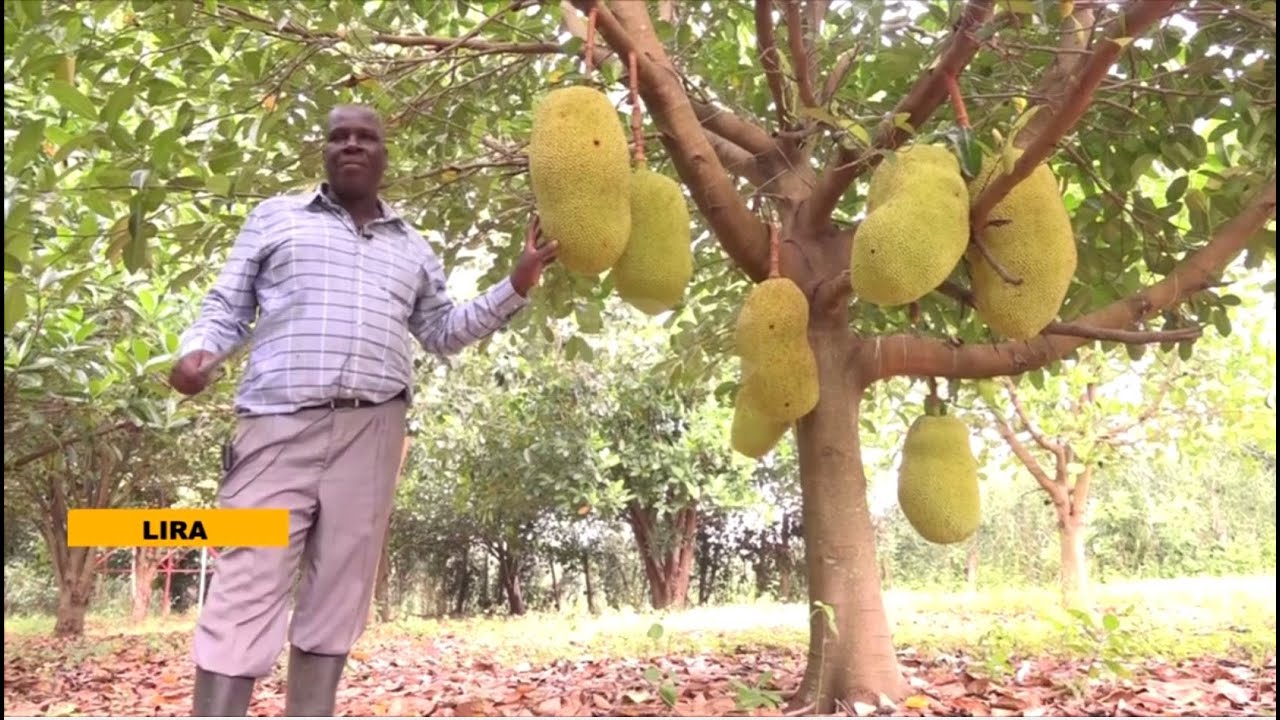Jackfruit farming in Kole -Timo fresh fruit farm enterprise: a model of innovation & sustainability.