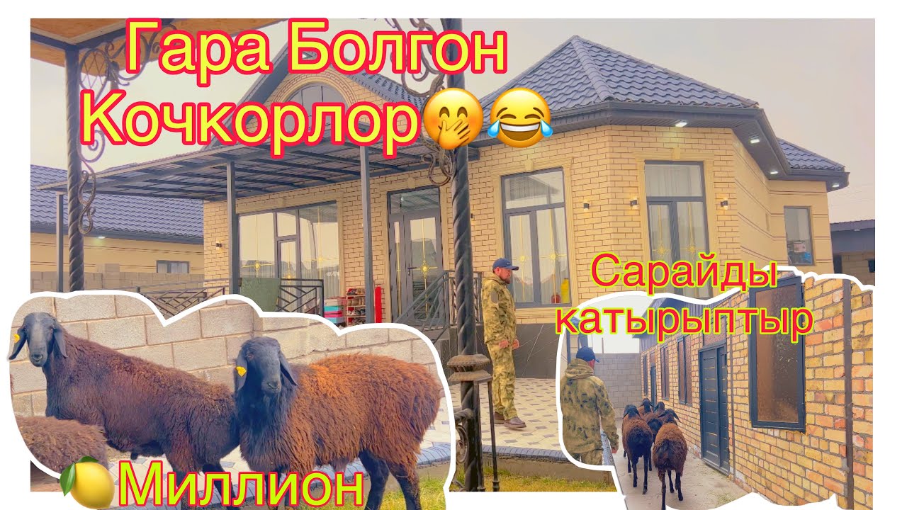 😱🥶🍋🍋миллион Сомдук Козу Кочкорлор Зияш Досумда @BARPYKG 