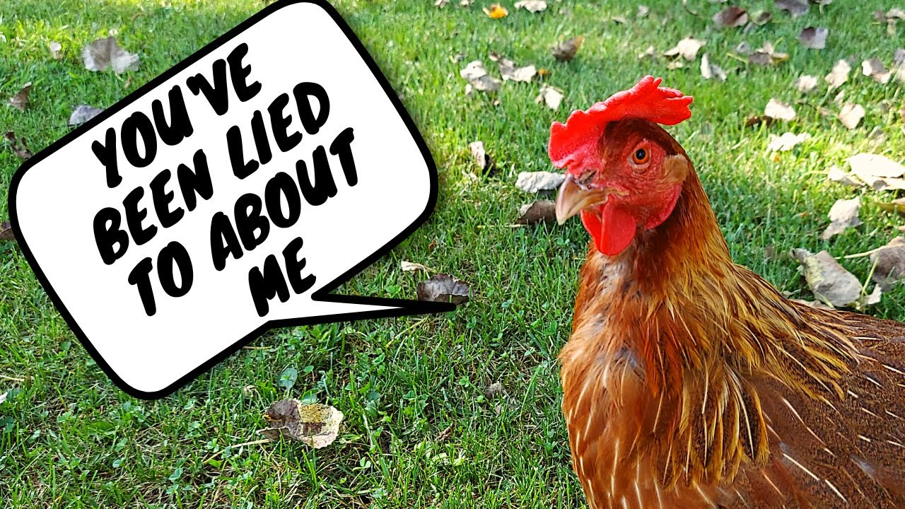 They're Lying About Your Backyard Chickens | How Long Can A Chicken Lay Eggs