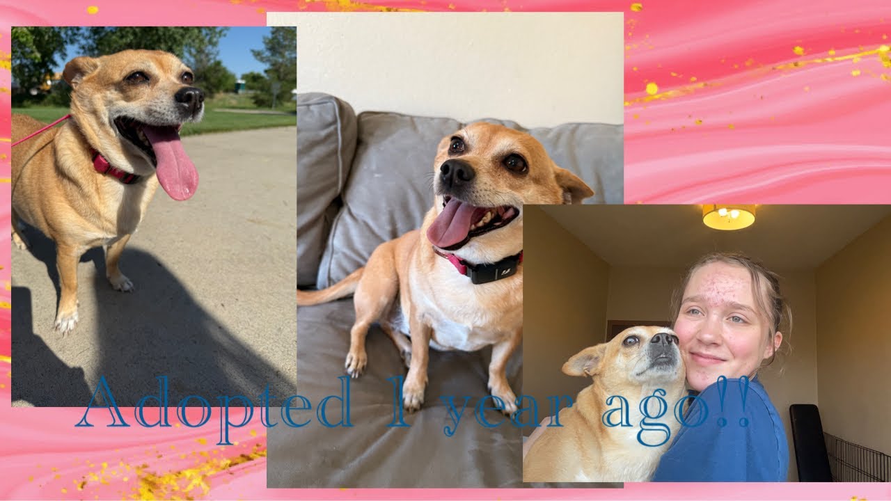 A year ago today we adopted our dog, Kenzie! - A short look back at the first year with her!