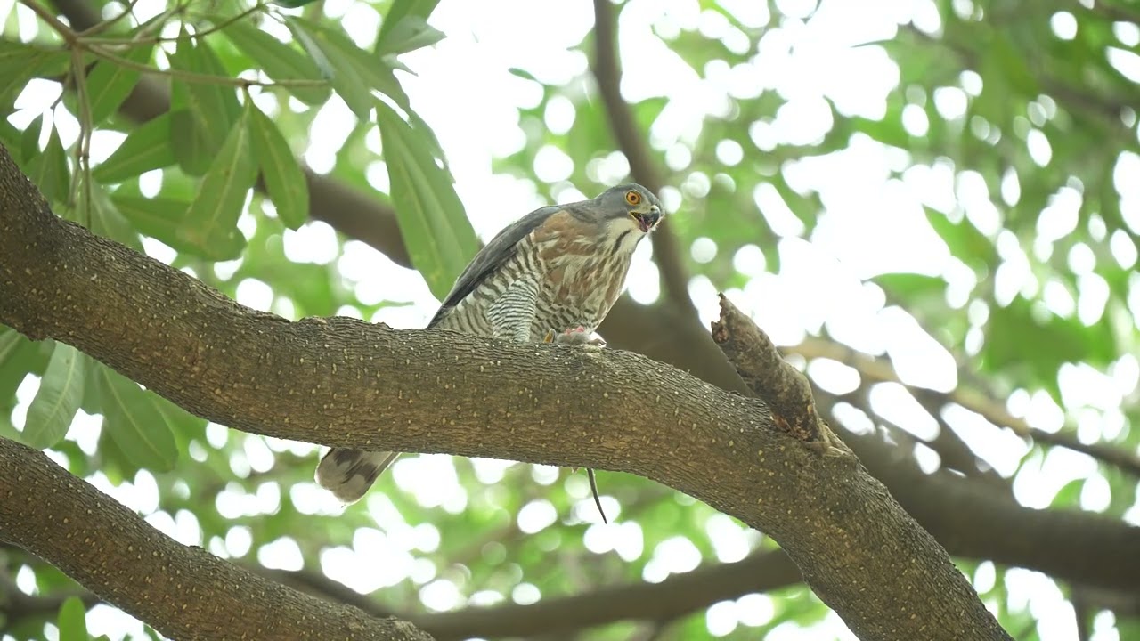 鳳頭蒼鷹(Crested Goshawk)，老鼠拉麵餐(在吃腸子時像是在吃拉麵)。
