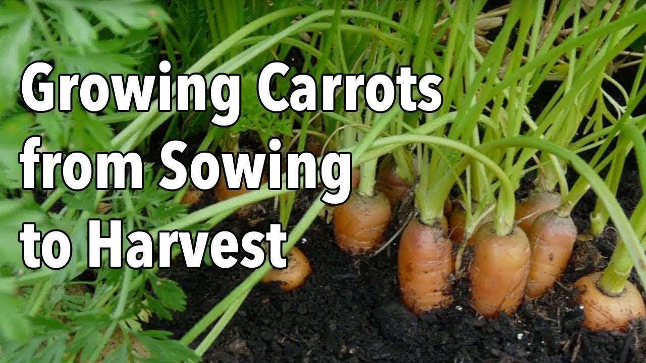 Growing Carrots from Sowing to Harvest