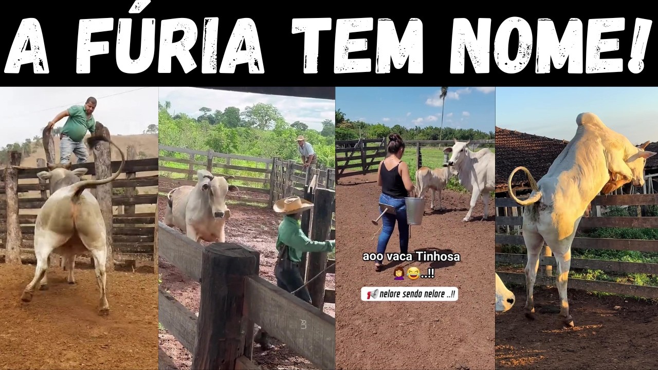 NELORE PEGADOR, FURIOSO e DESTRUIDOR: conheça o lado sombrio do Nelore sendo Nelore.